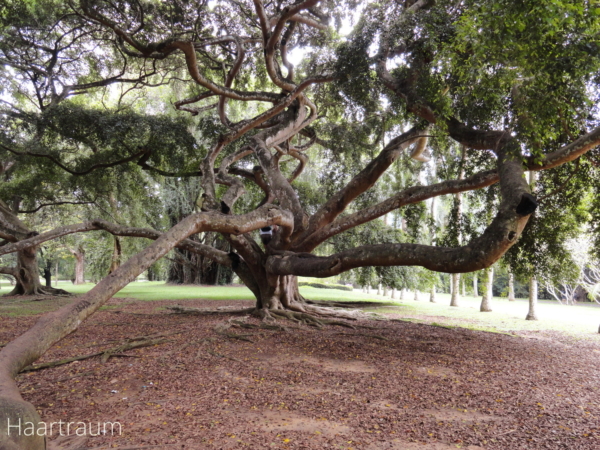 Botanical Garden